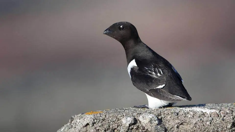 Little Auk