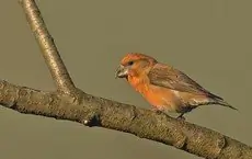 Parrot Crossbill
