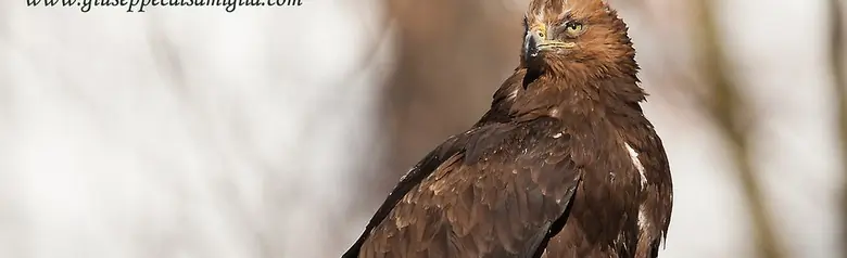 Golden eagle. Sitting on the stump of a dead tree. The plumage is predominantly dark brown with a golden head.