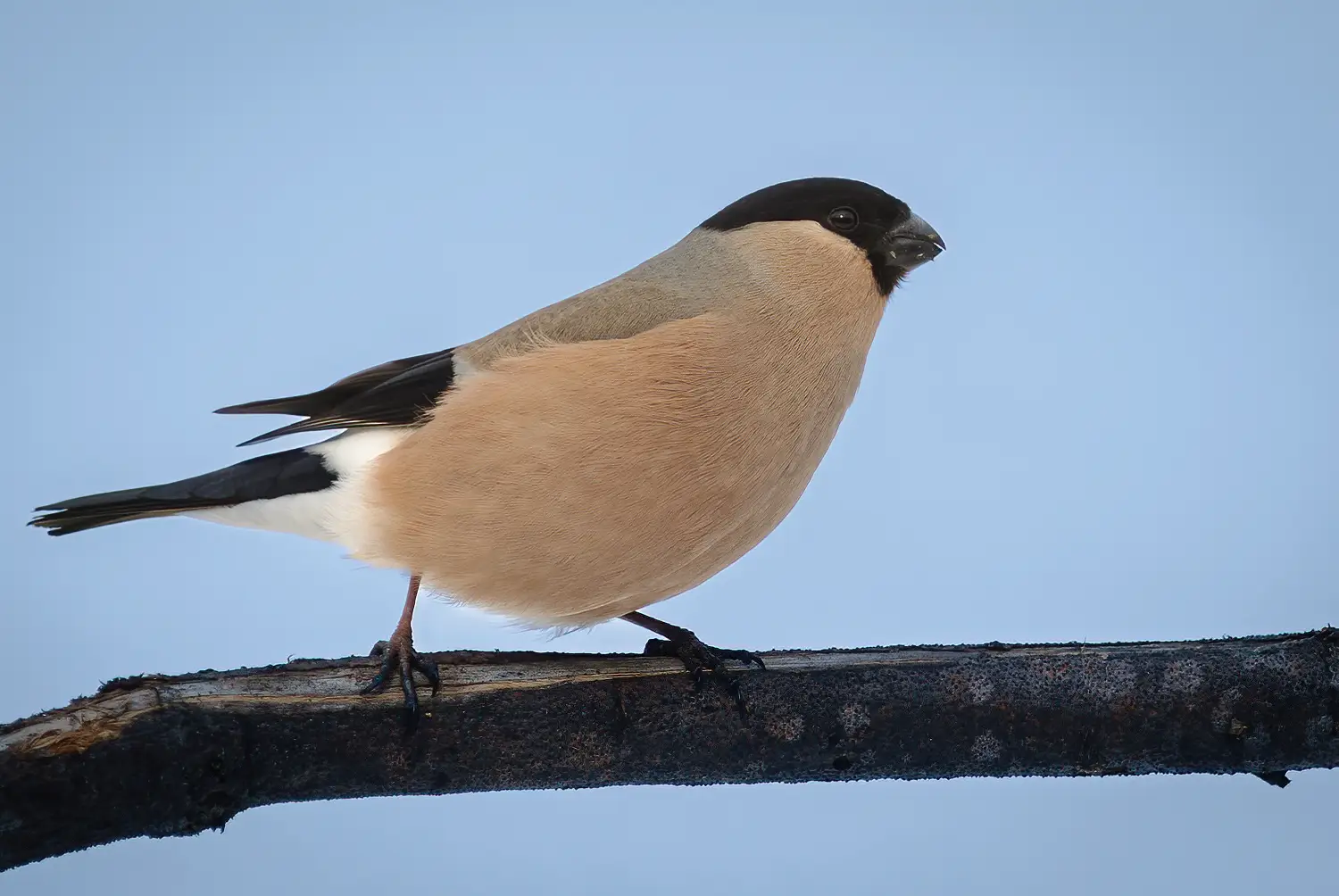 Bullfinch