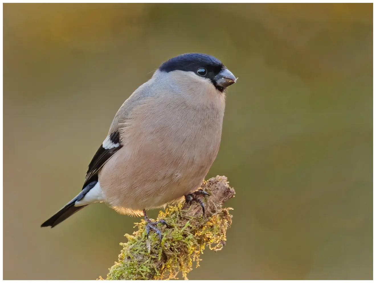 Bullfinch