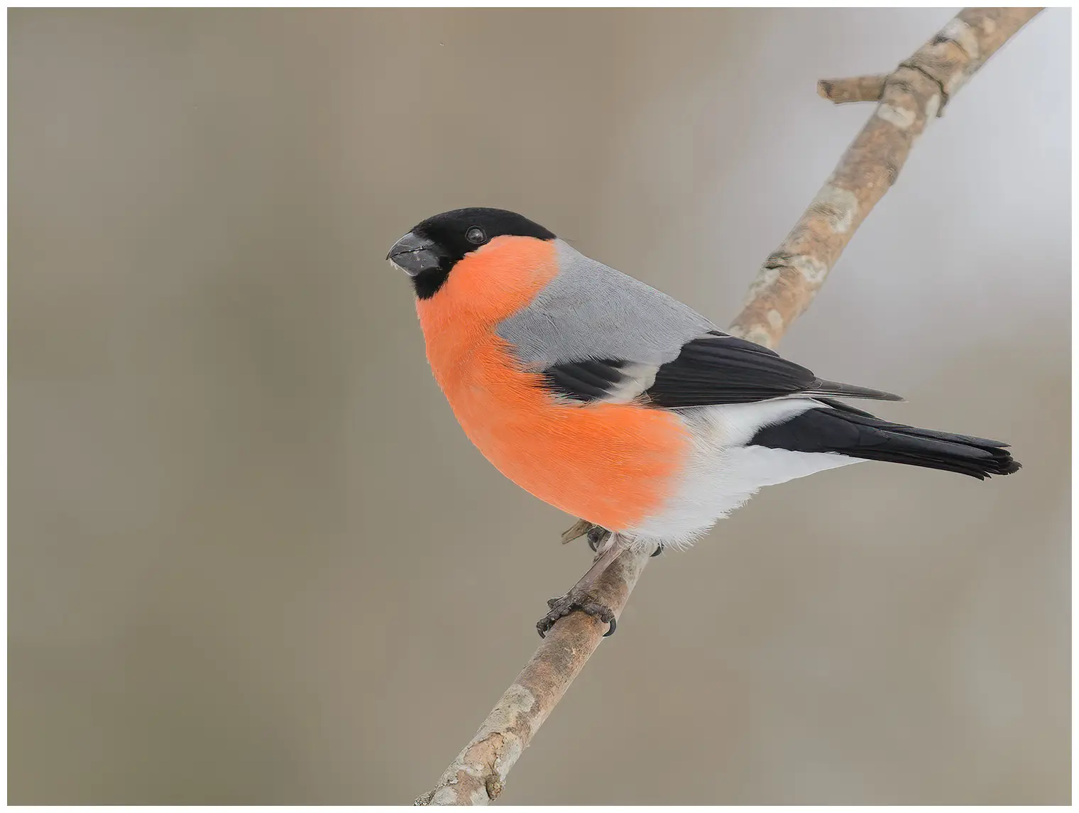 Bullfinch