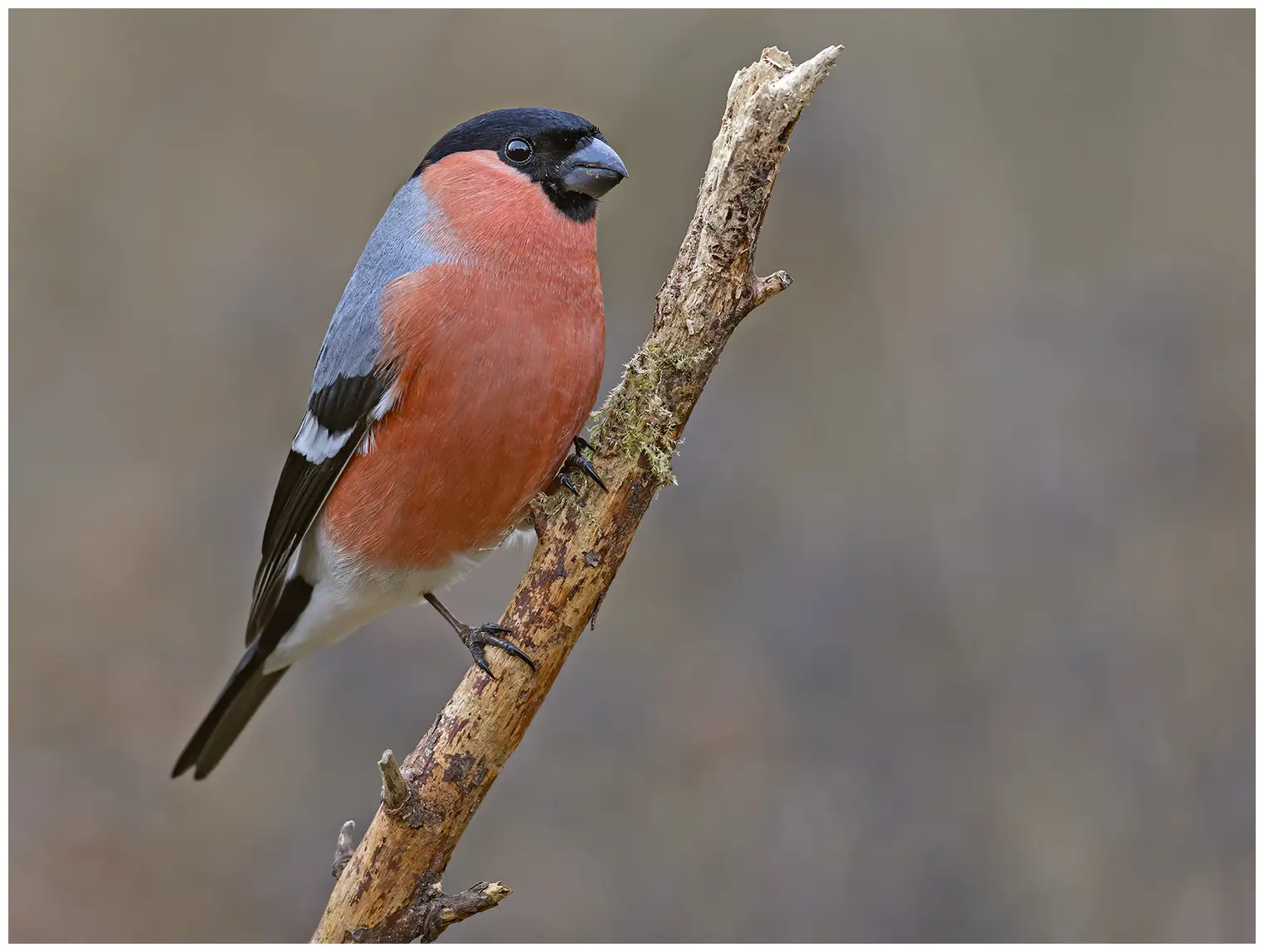 Bullfinch