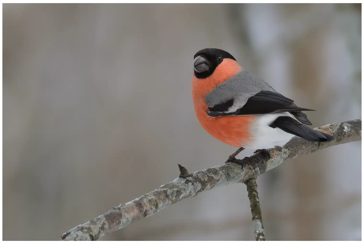 Bullfinch