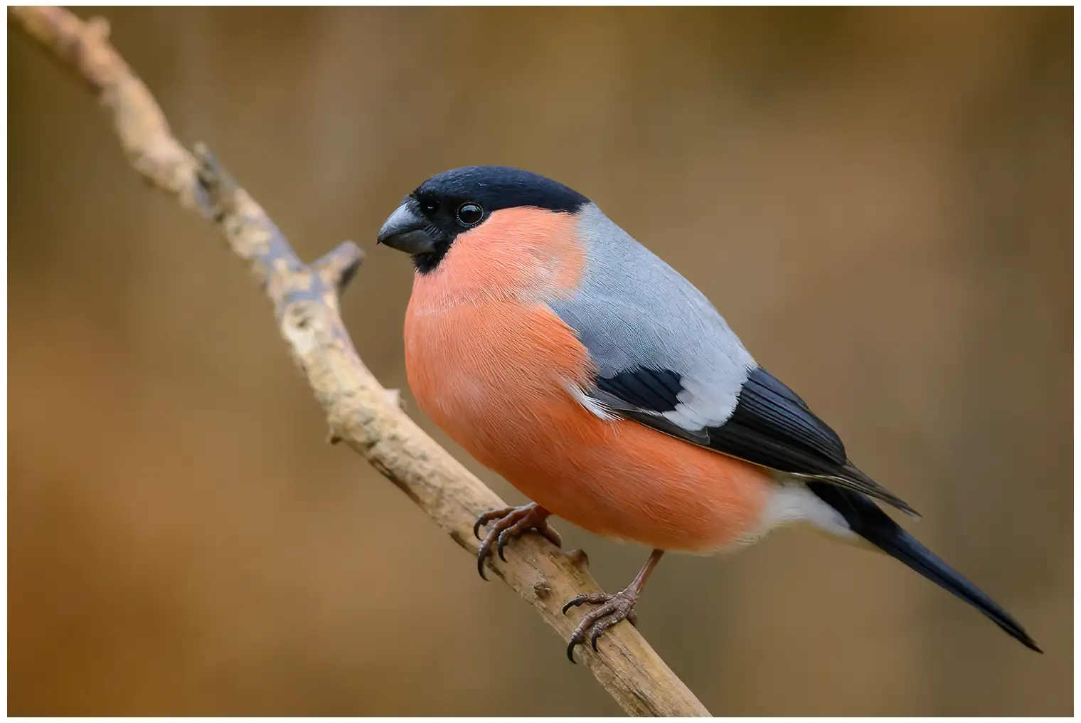 Bullfinch