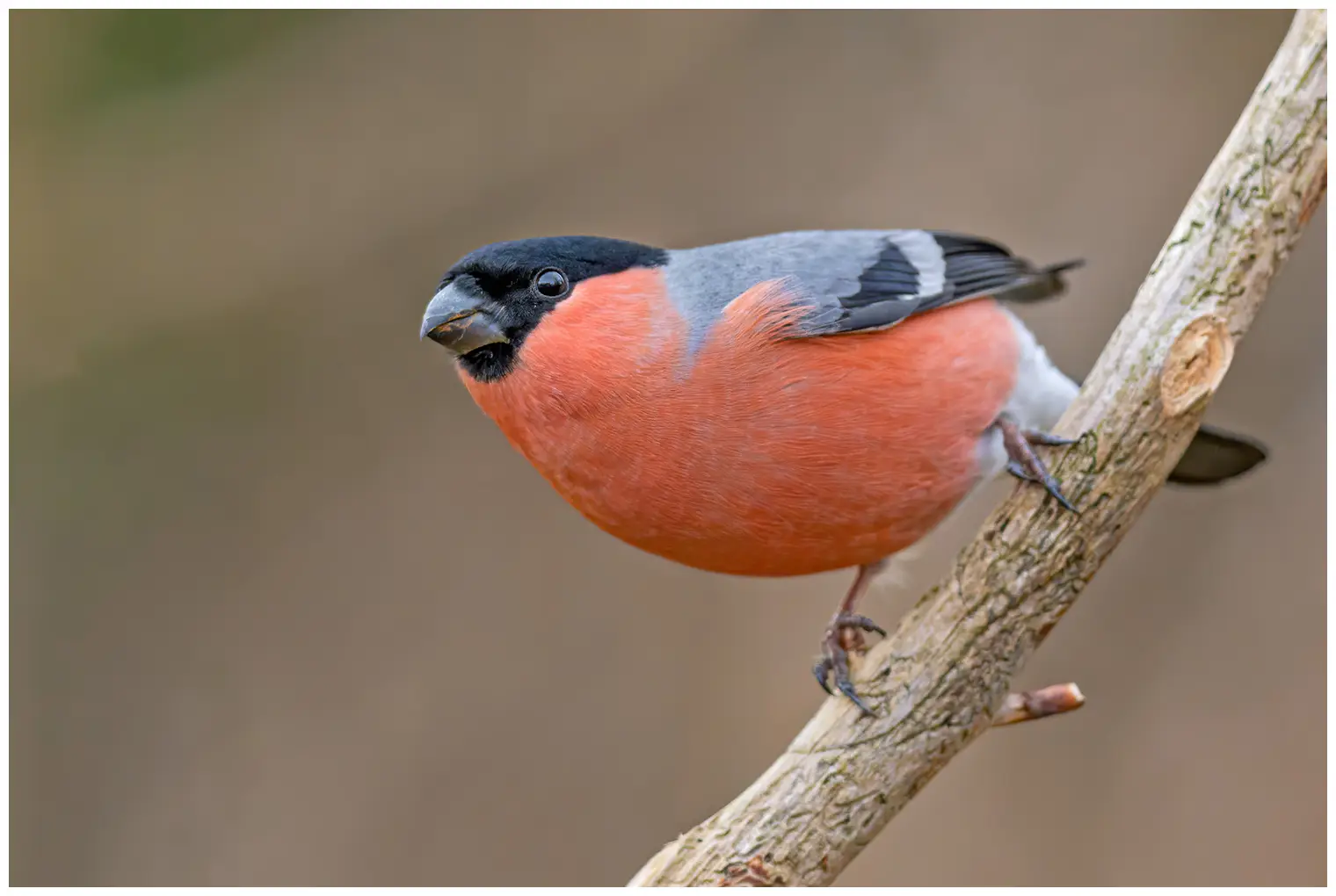 Bullfinch