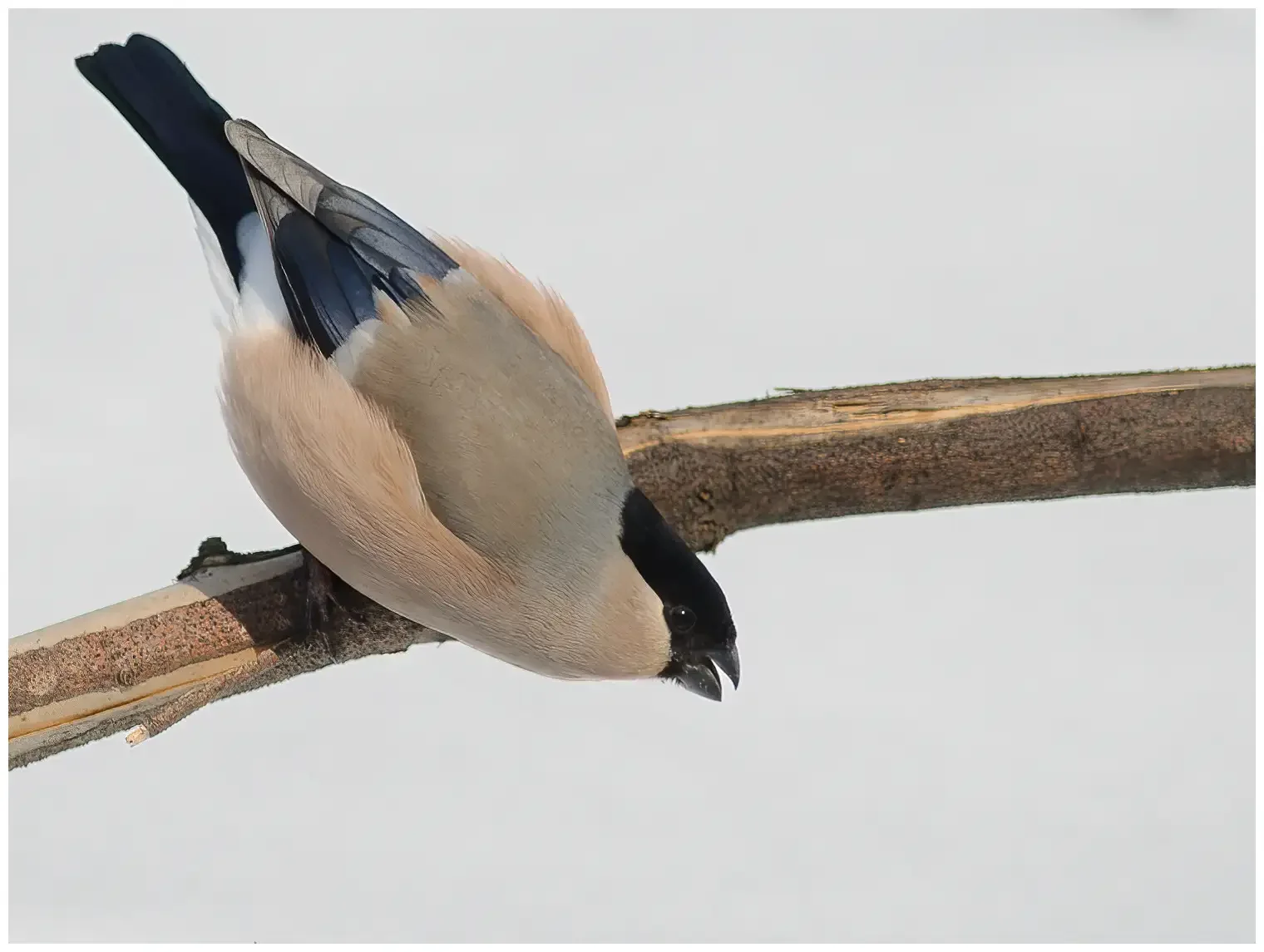 Bullfinch