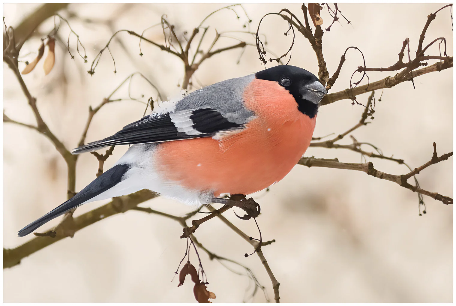 Bullfinch