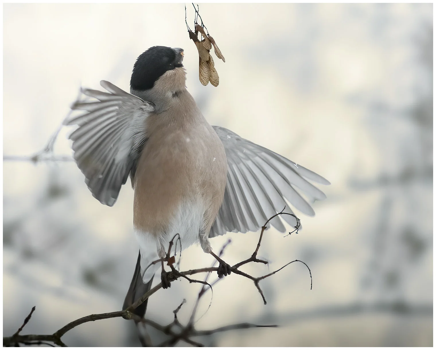 Bullfinch
