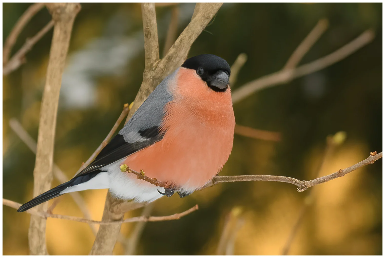 Bullfinch