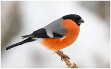 Bullfinch