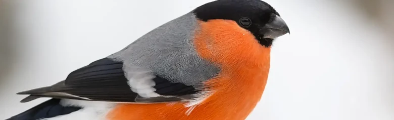 Bullfinch. Winter image. Orange-red underside in strong contrast to the bird's gray upperside and black skullcap.