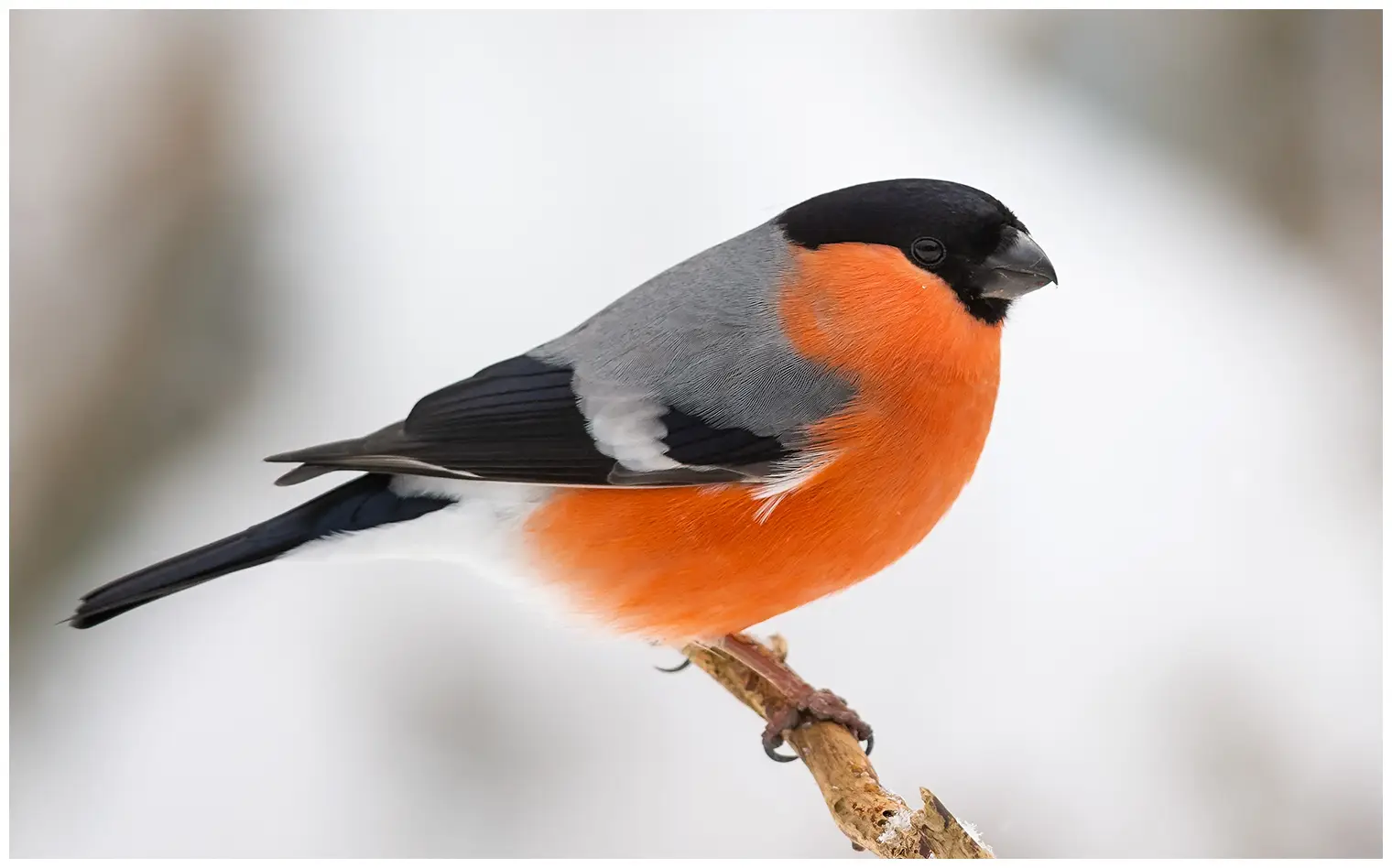 Bullfinch. Winter image. Orange-red underside in strong contrast to the bird's gray upperside and black skullcap.