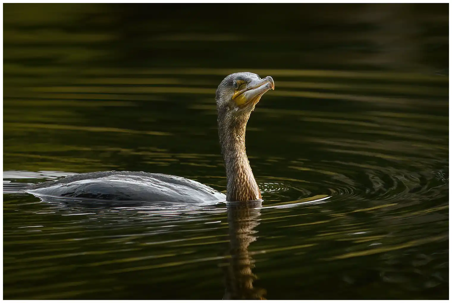 Great cormorant