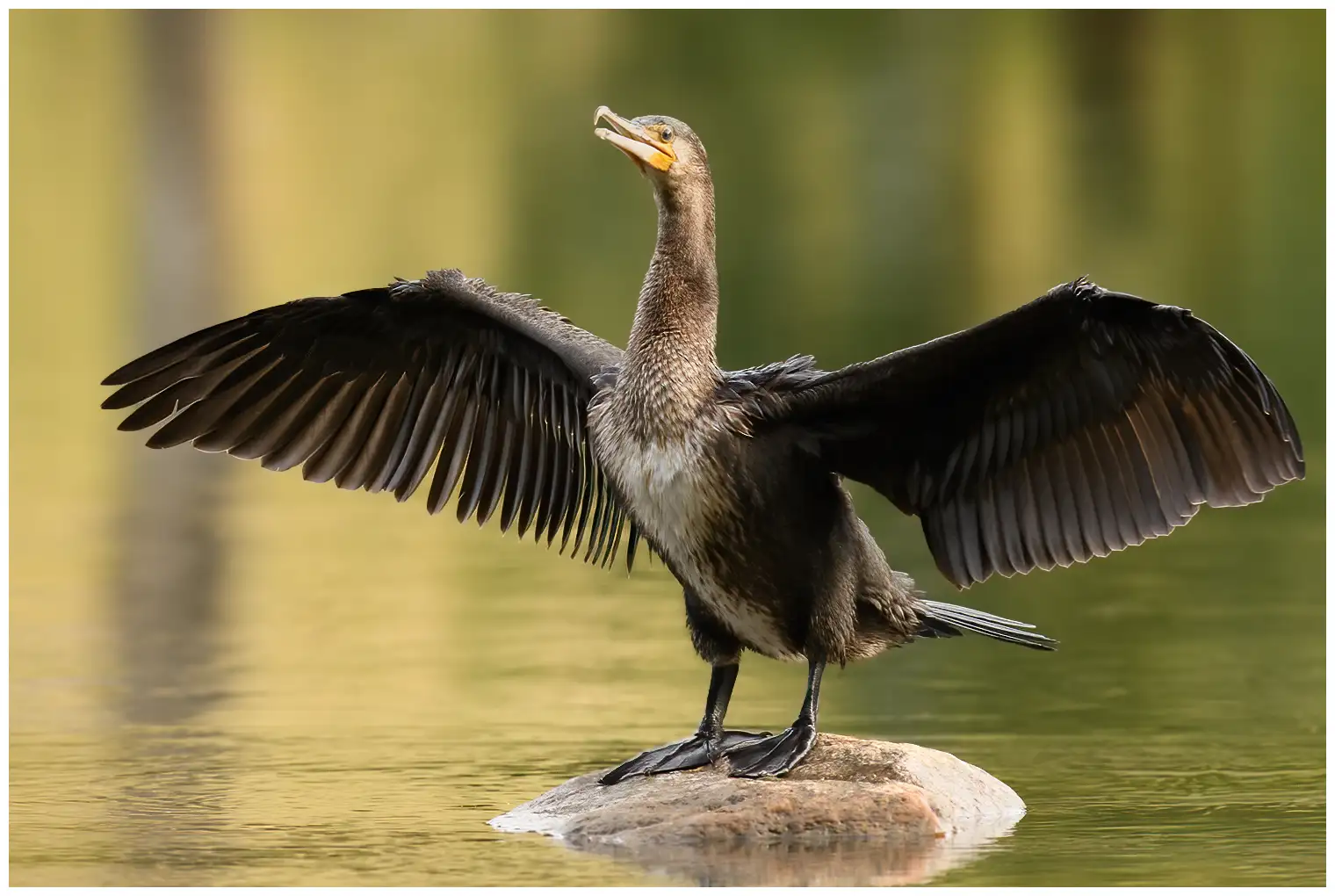 Great cormorant