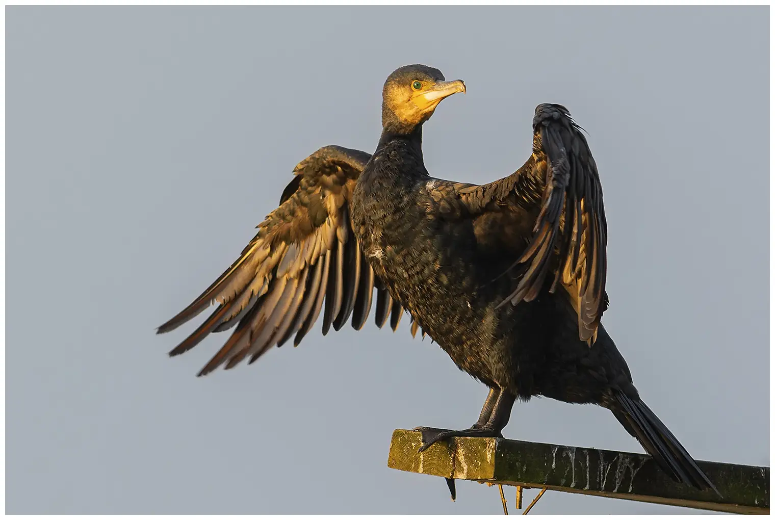 Great cormorant