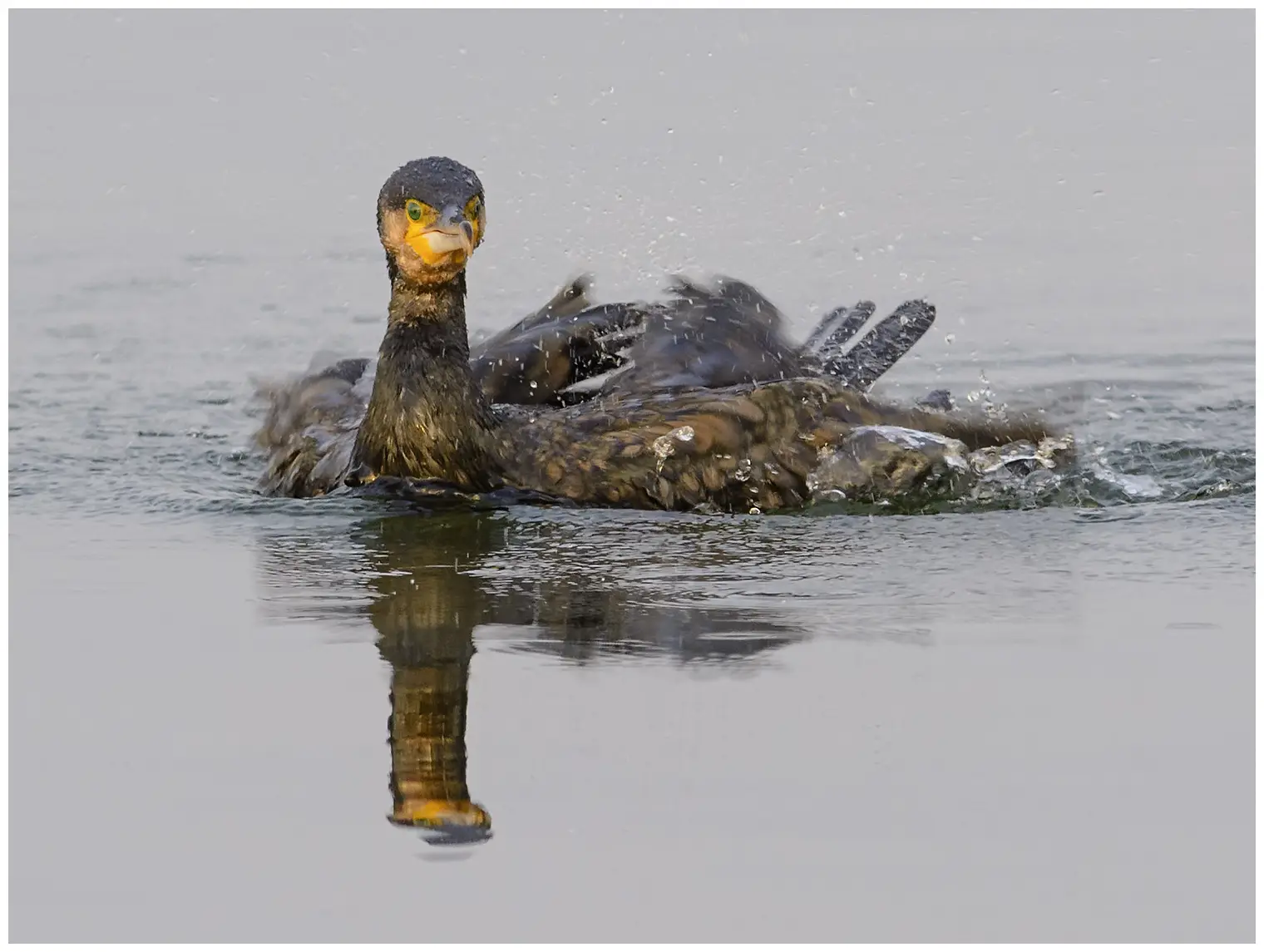 Great cormorant