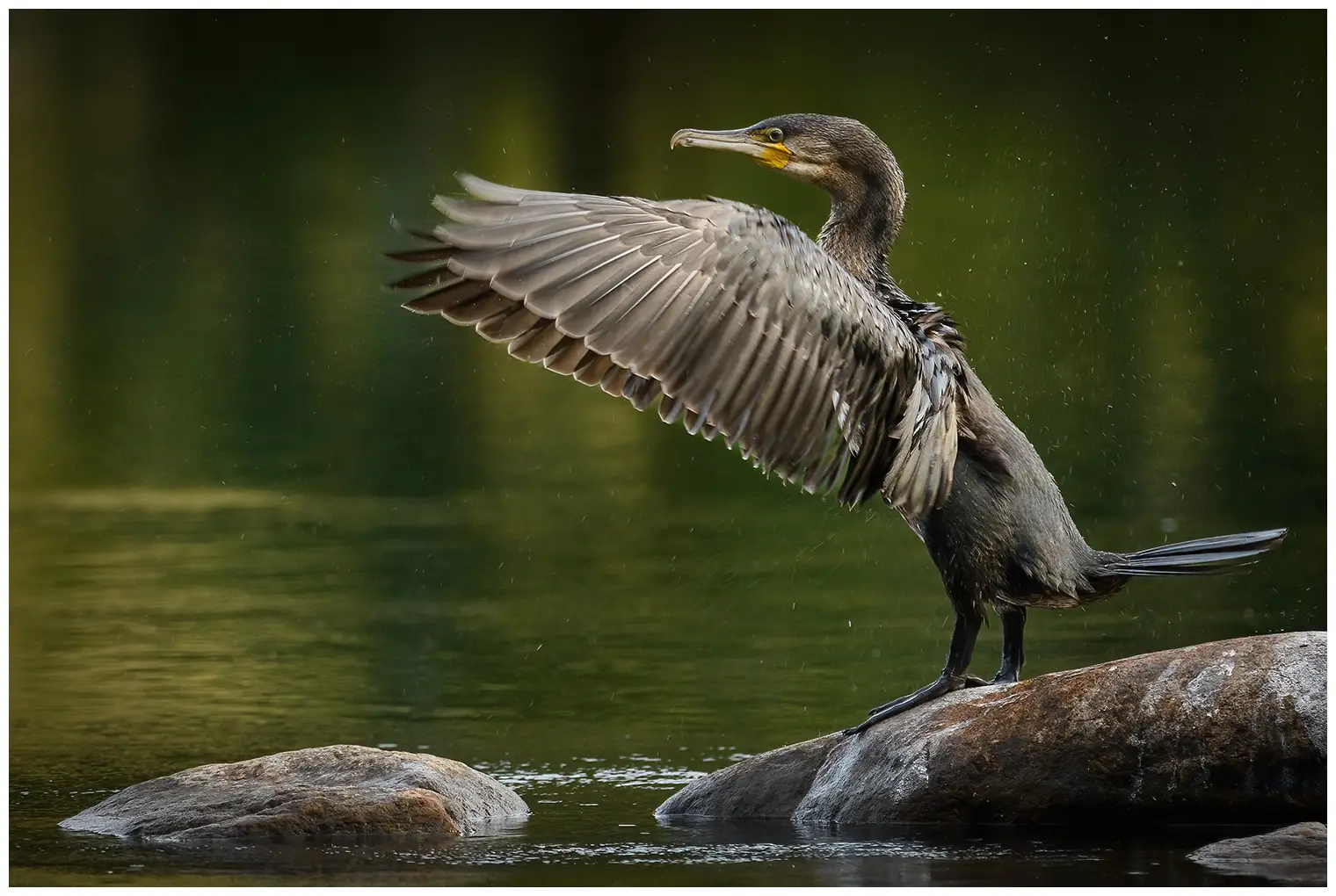 Great cormorant