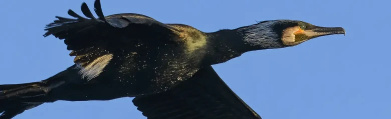 Great cormorant