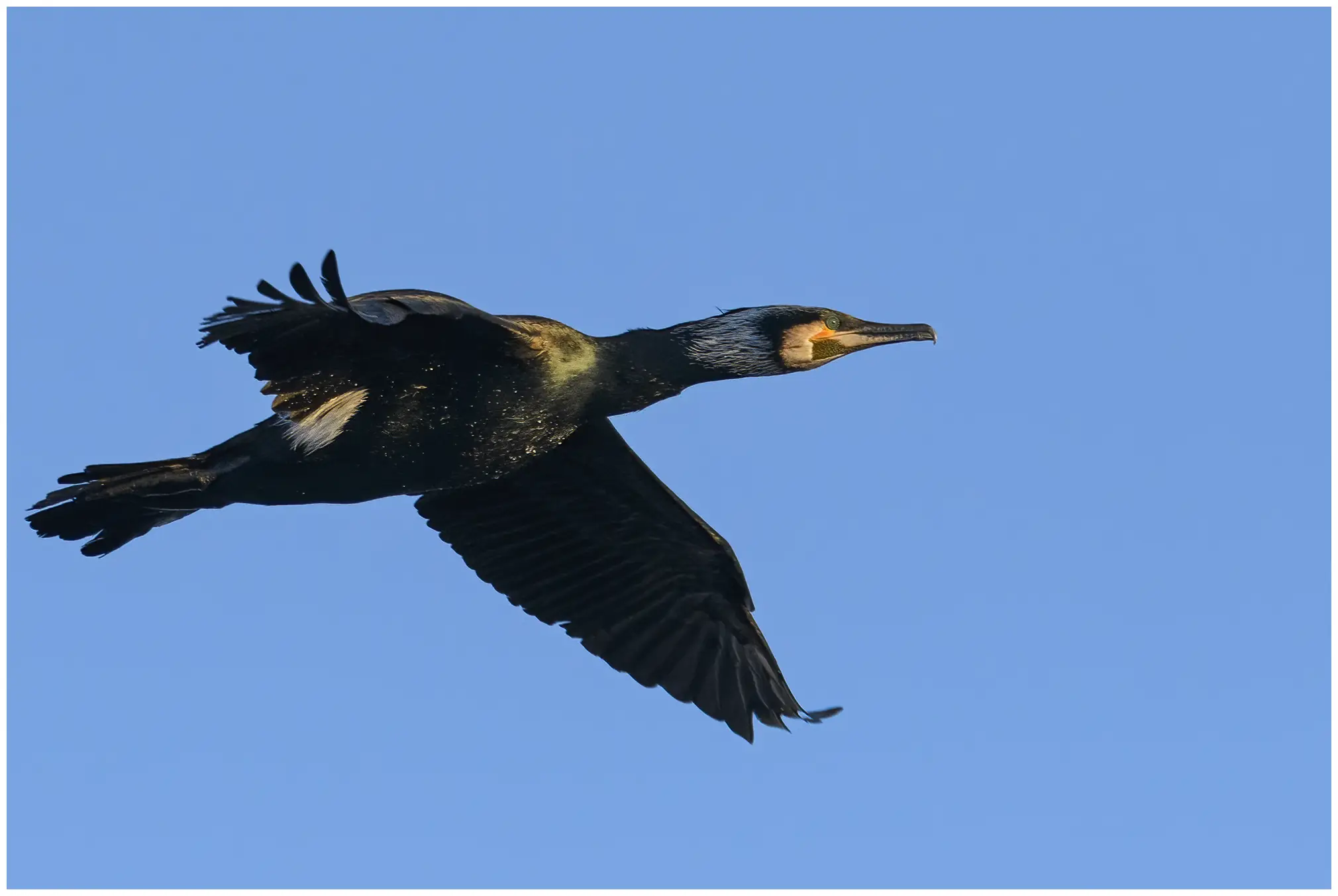 Great cormorant