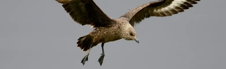 Great skua