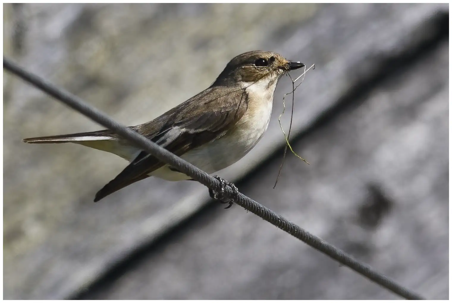 Pied Flycatcher