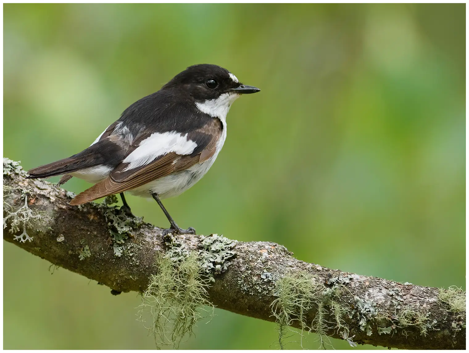 Pied Flycatcher