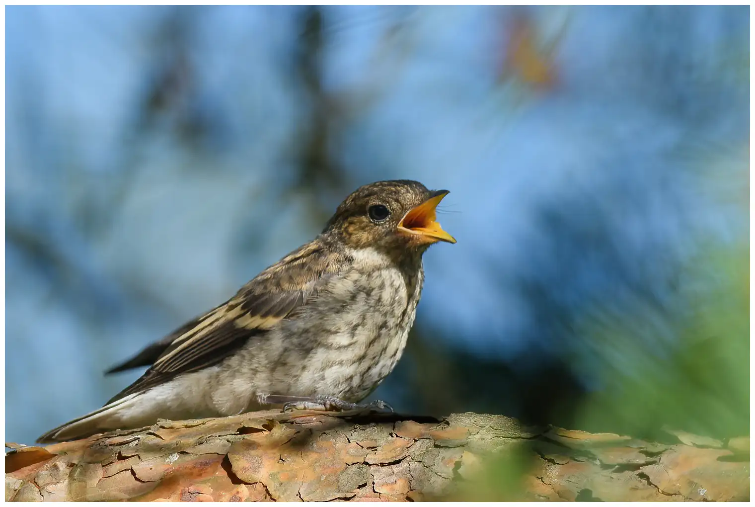 Pied Flycatcher