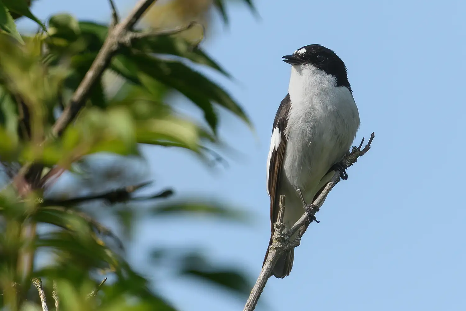 Pied Flycatcher