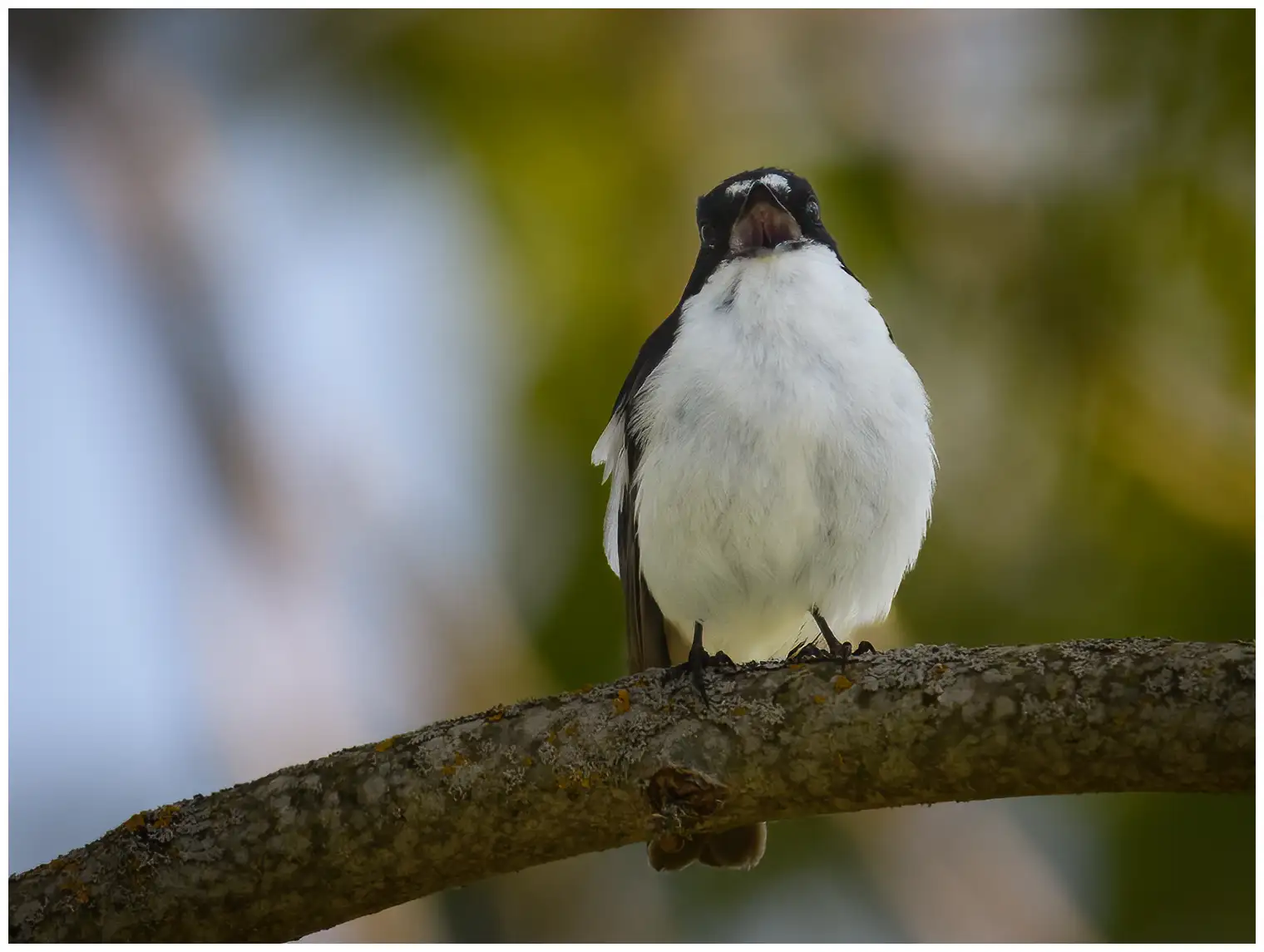 Pied Flycatcher