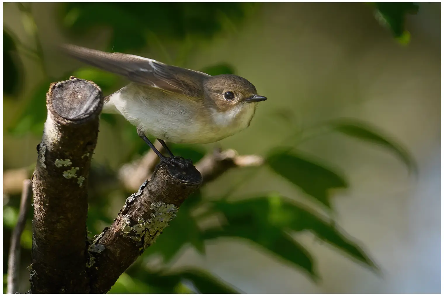 Pied Flycatcher
