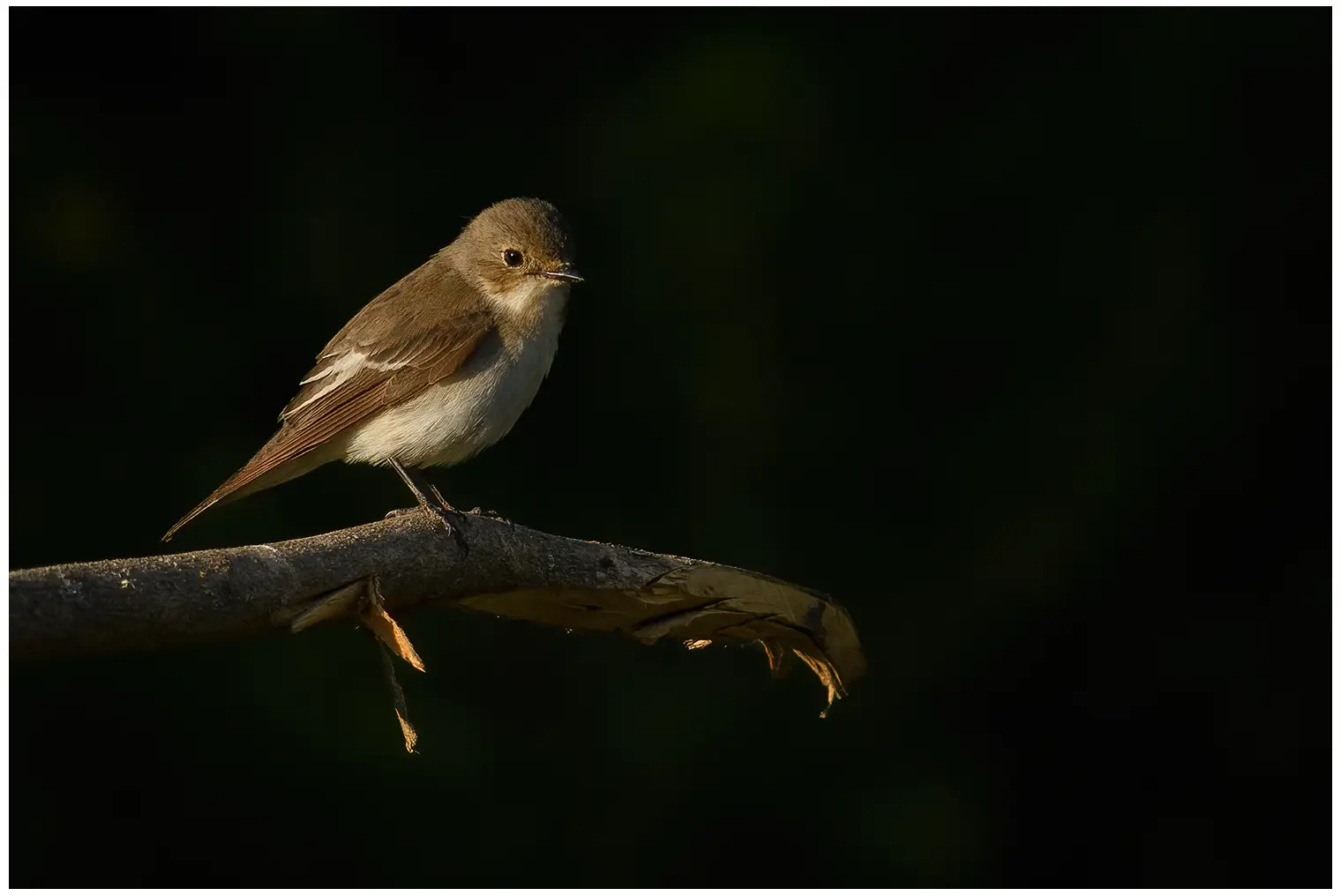 Pied Flycatcher