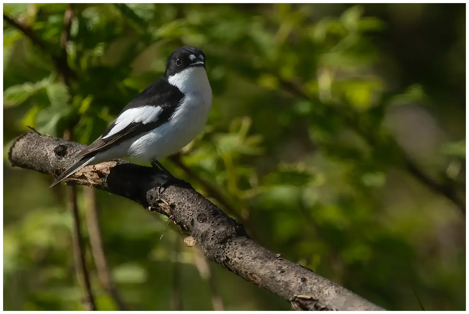 Pied Flycatcher