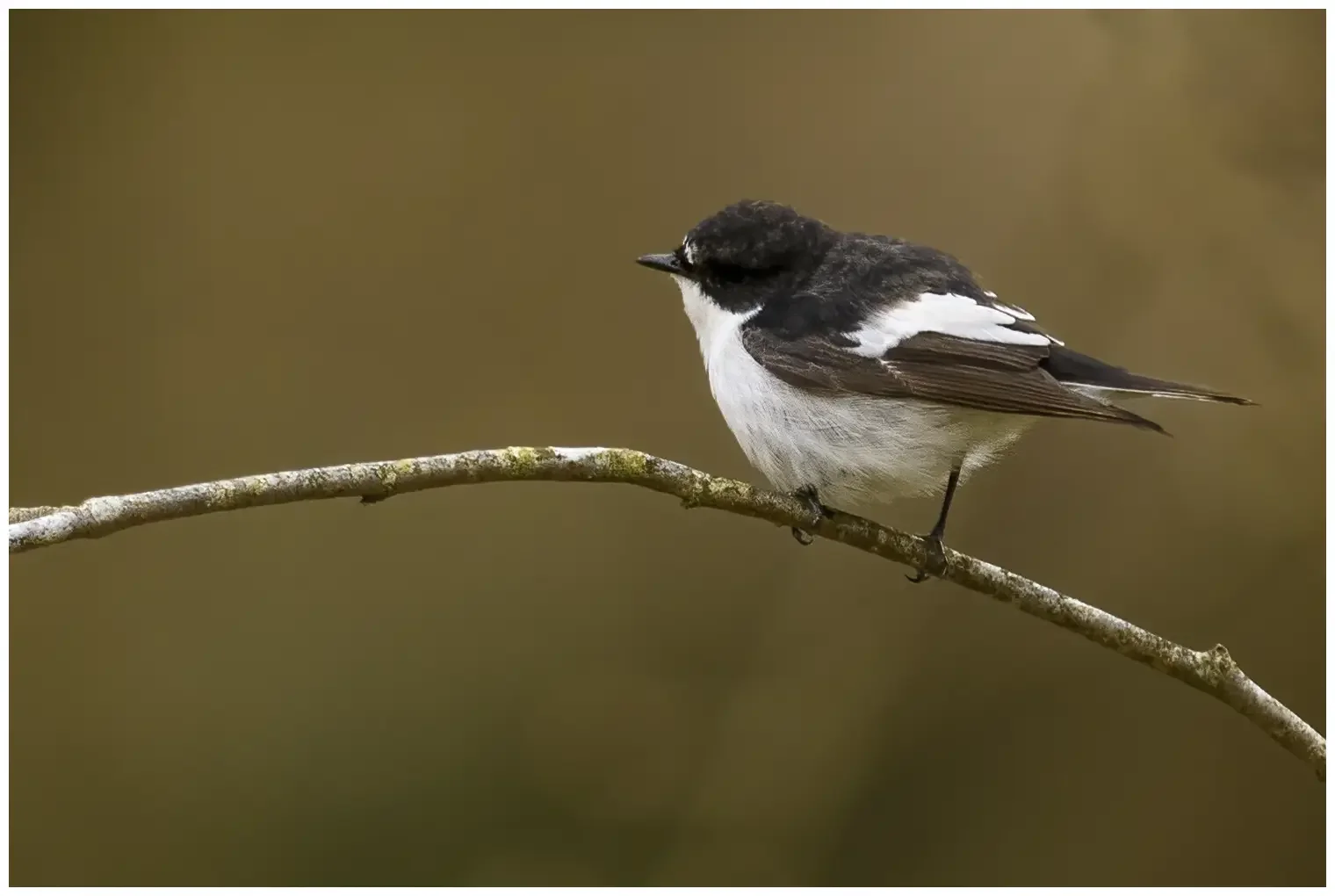 Pied Flycatcher