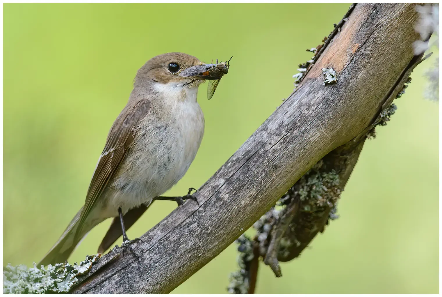 Pied Flycatcher