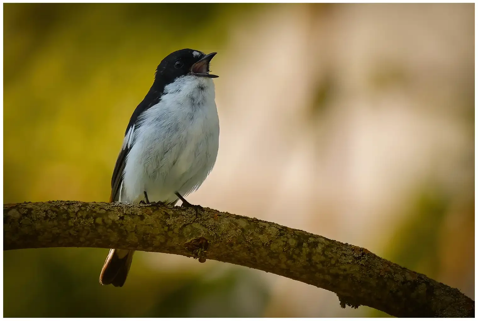 Pied Flycatcher
