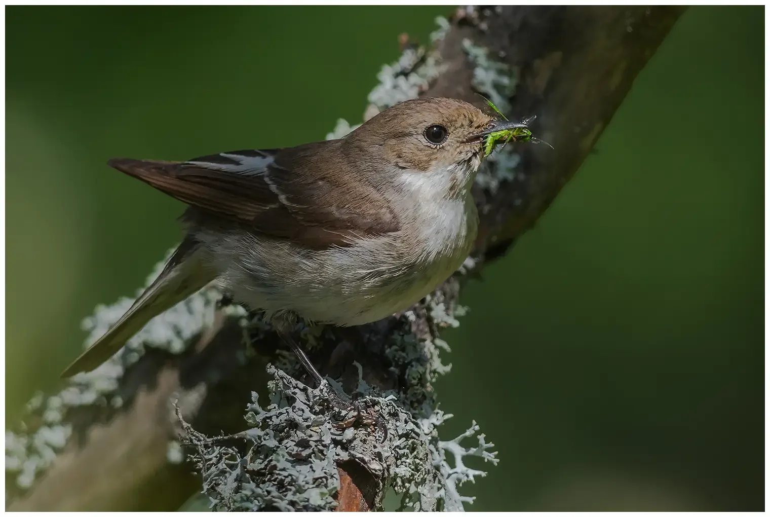 Pied Flycatcher