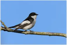 Pied Flycatcher