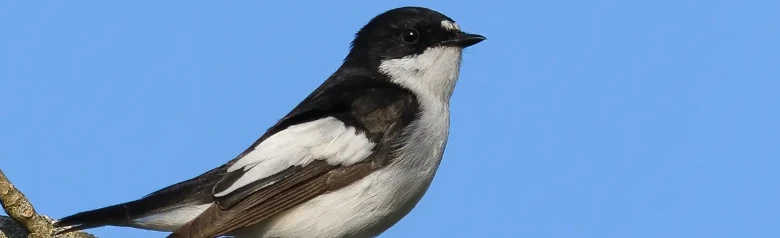 Pied Flycatcher. Two white spots on the forehead, distinctive white markings on the dark wings and completely white underside