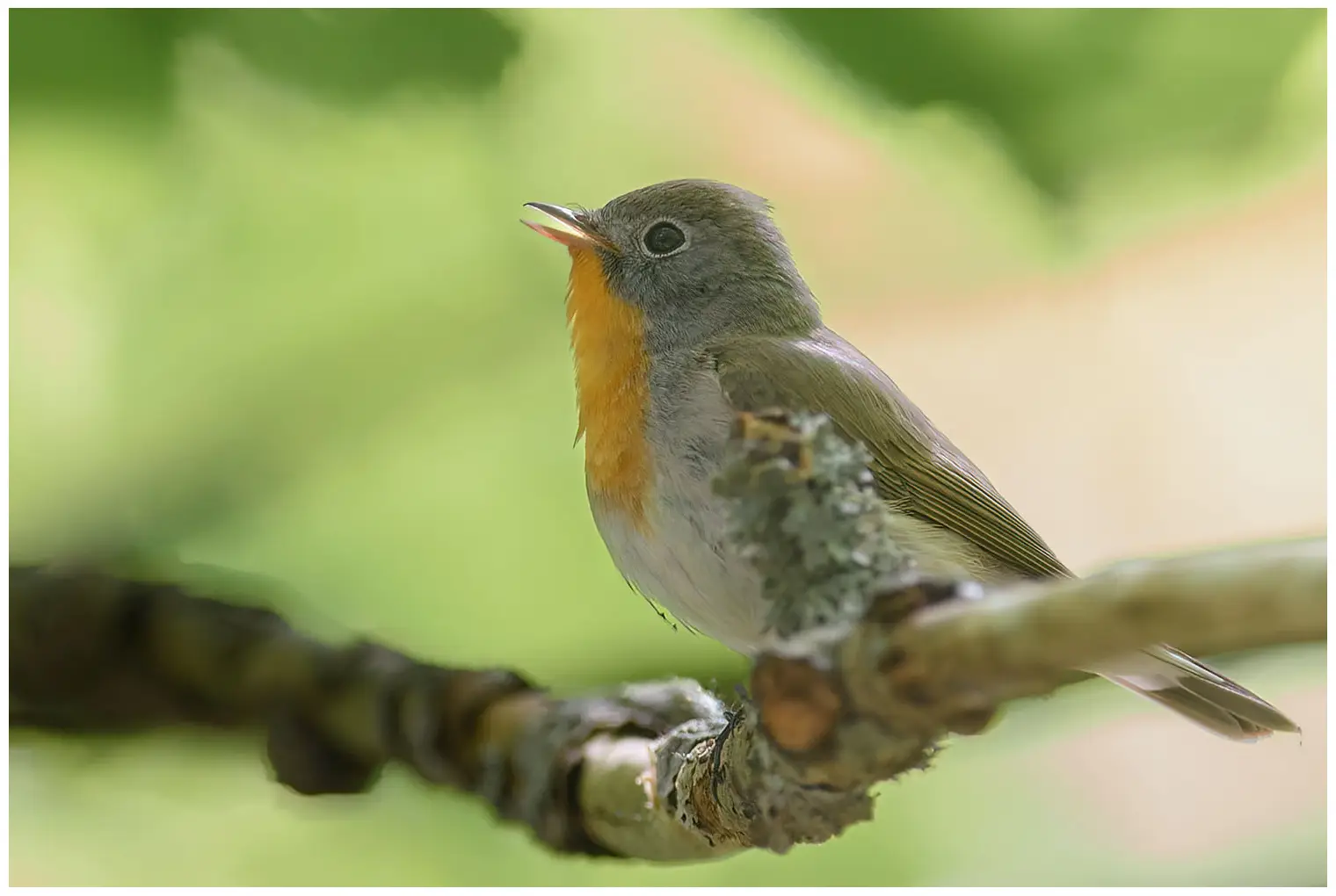 Red-breasted flycatcher
