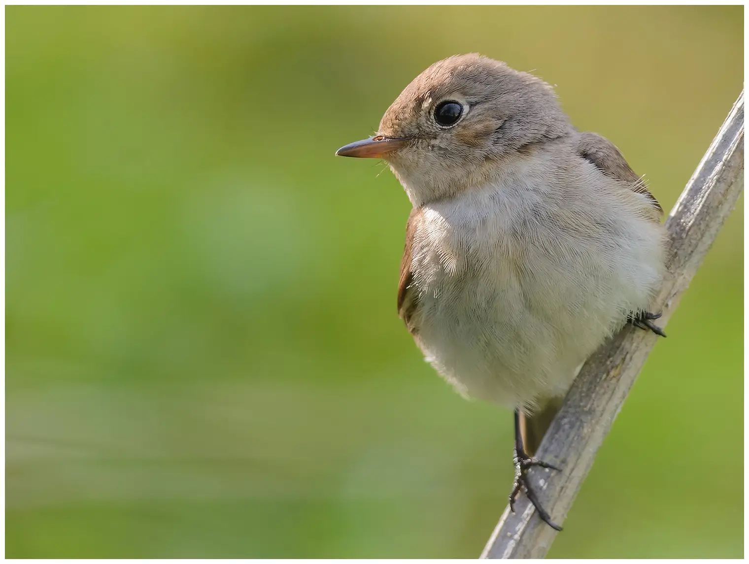 Red-breasted flycatcher