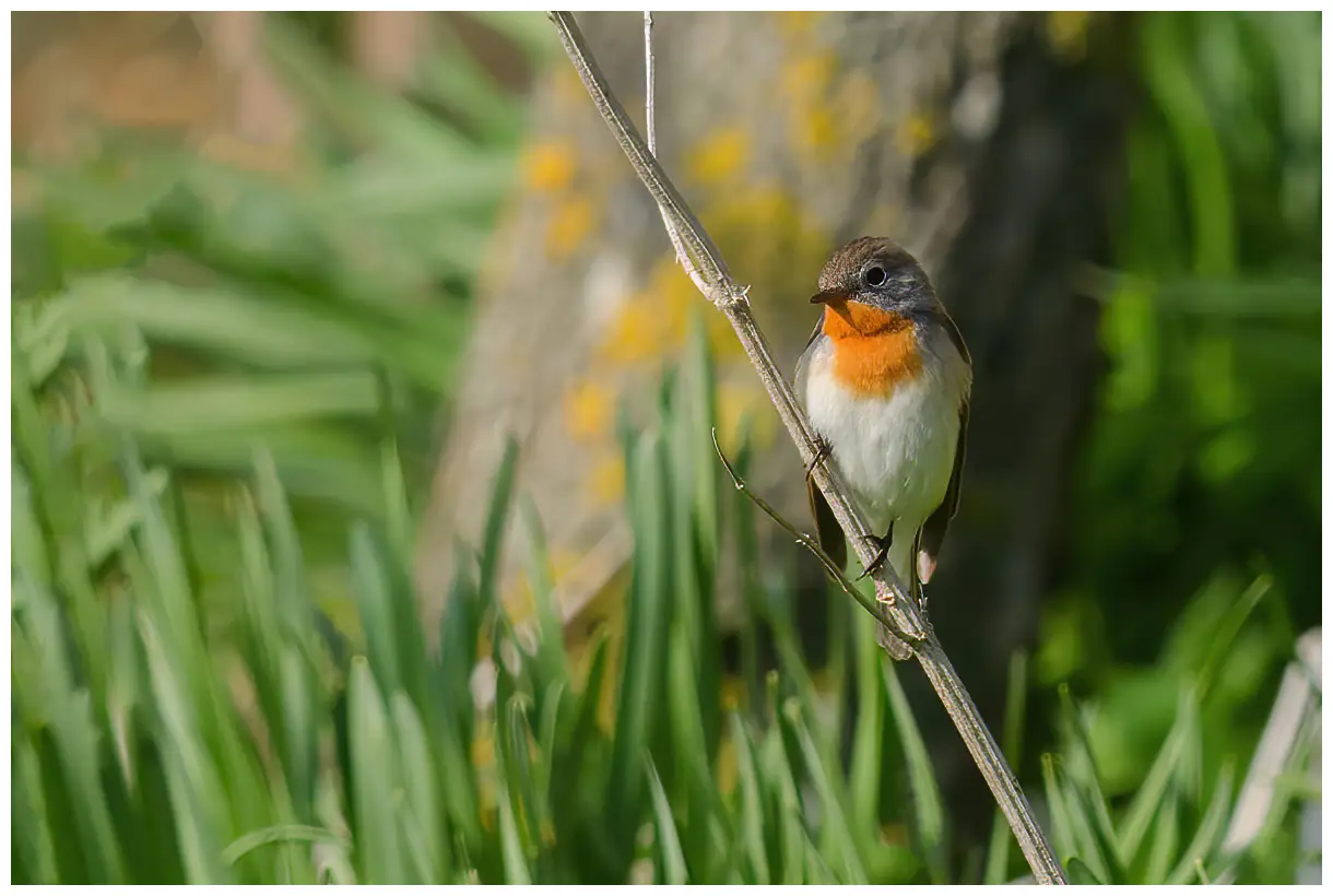 Red-breasted flycatcher