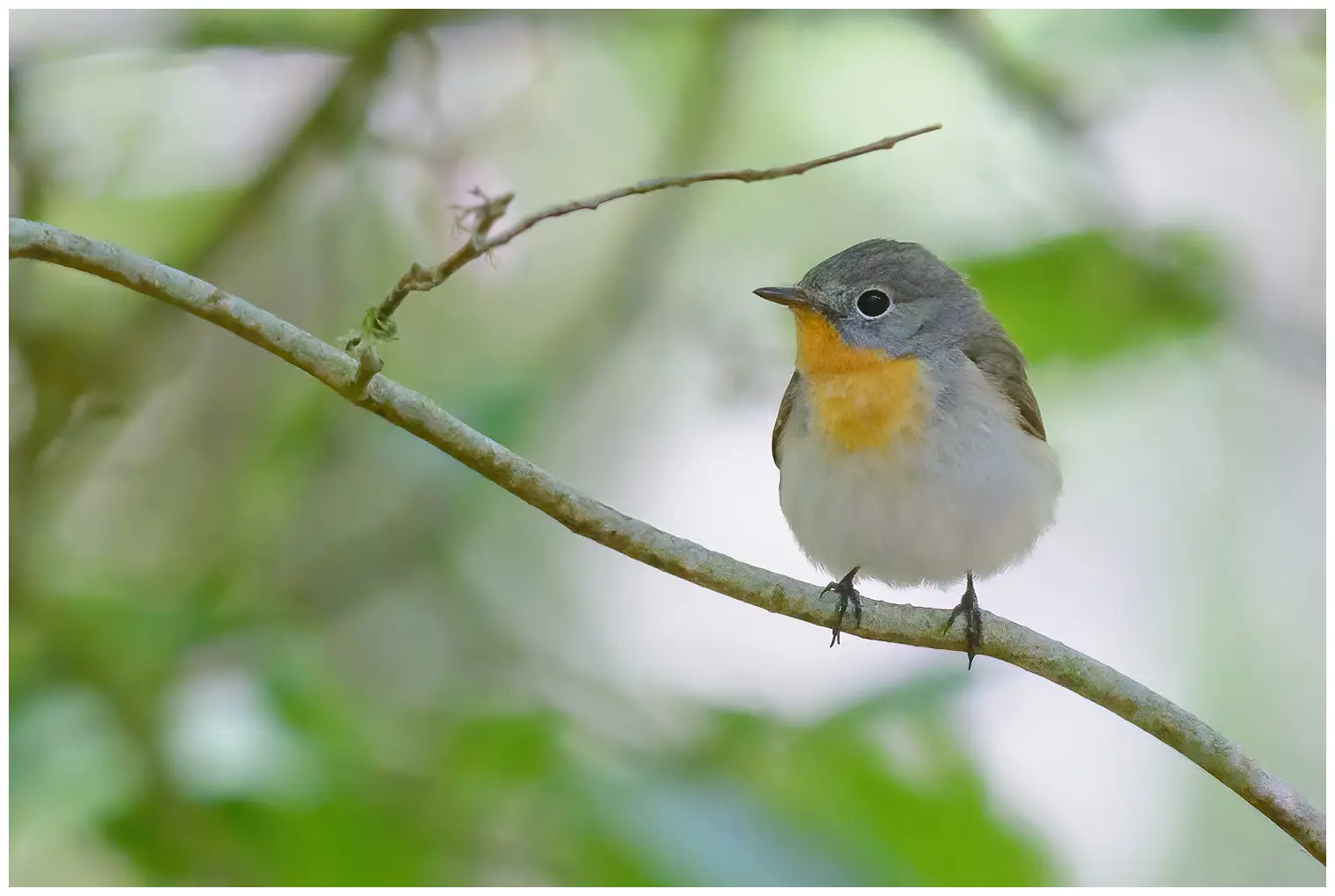 Red-breasted flycatcher