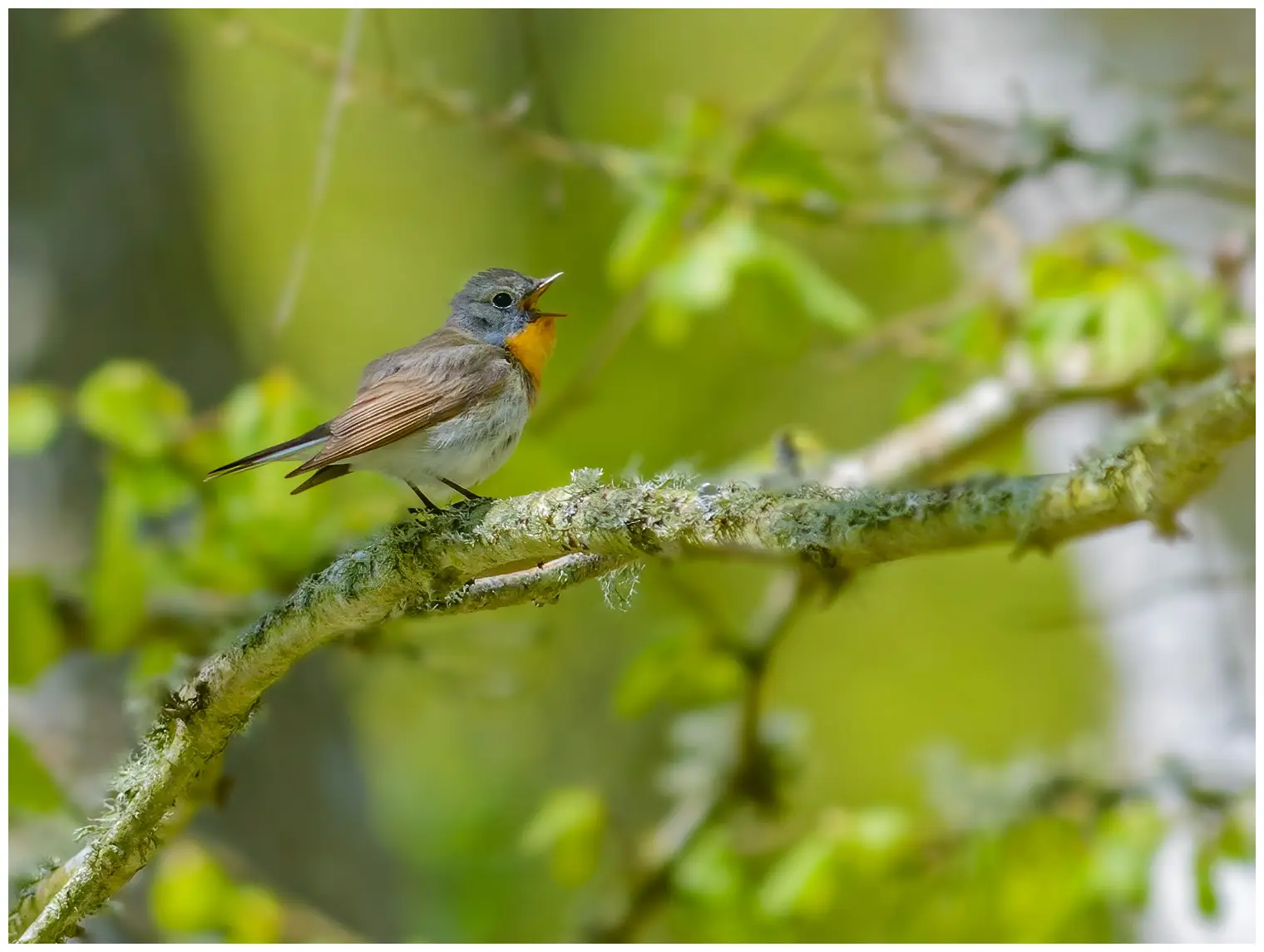 Red-breasted flycatcher