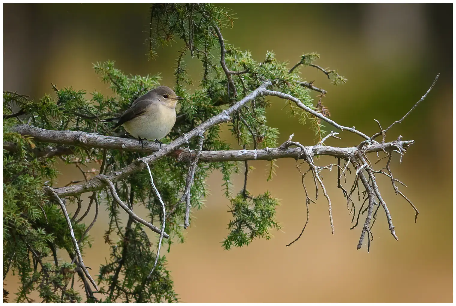 Red-breasted flycatcher