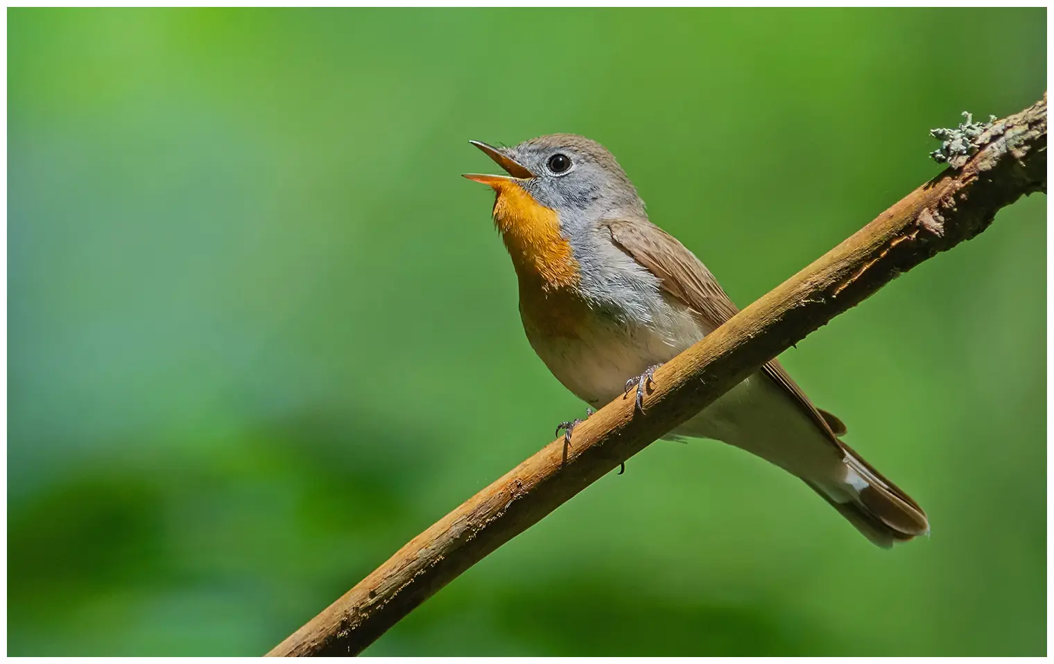 Red-breasted flycatcher