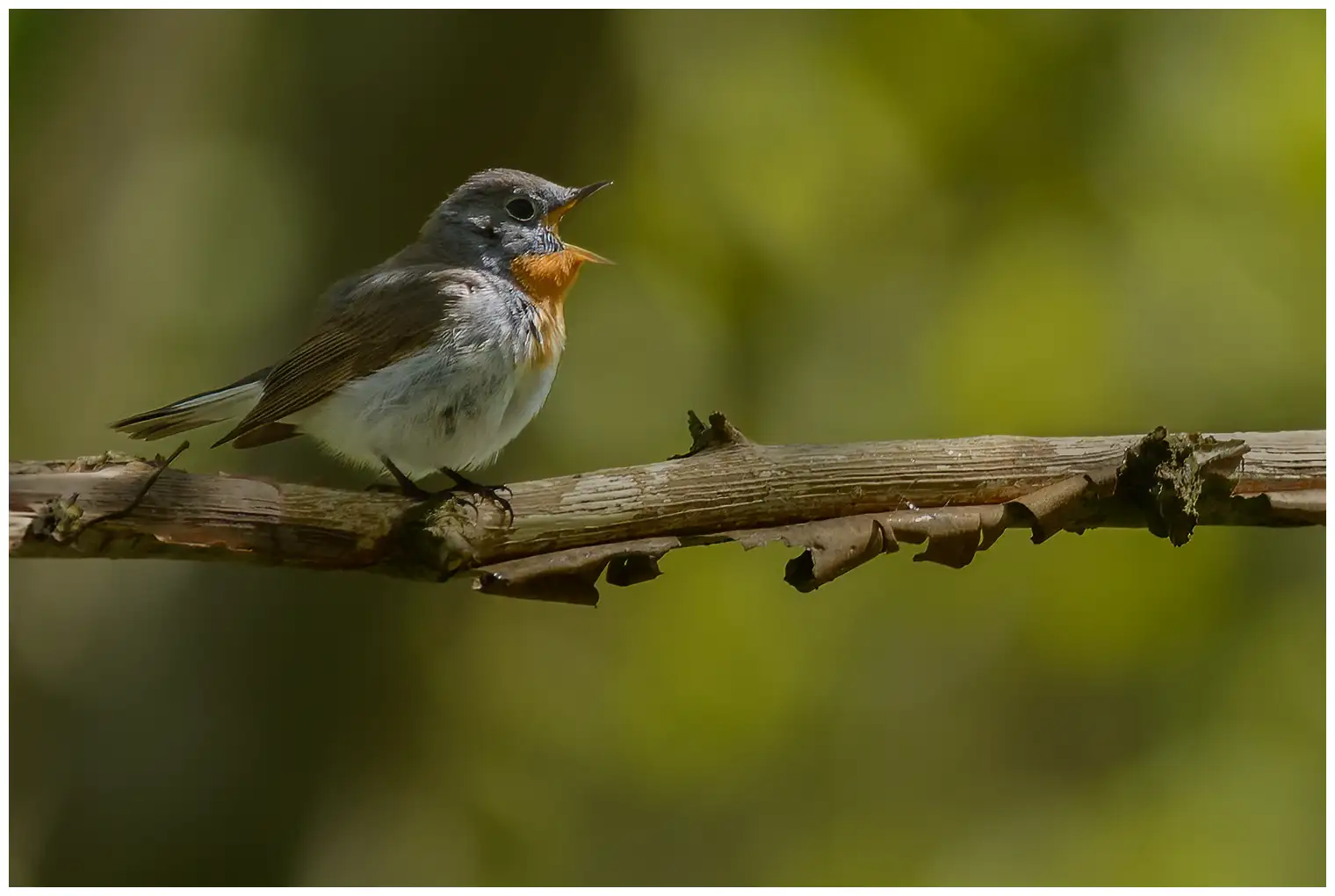 Red-breasted flycatcher