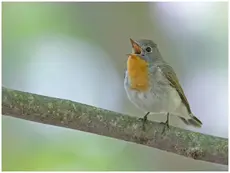 Red-breasted flycatcher