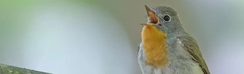 Red-breasted flycatcher. Singing on a branch. A male bird with a distinctive orange throat that contrasts with the blue-gray head.