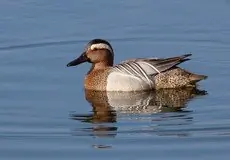 Garganey